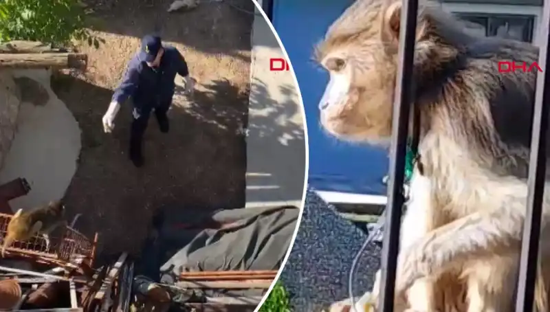 Muğla’da Maymun Kovalayan Mahallelinin Eğlenceli Anları Sosyal Medyada Viral Oldu!