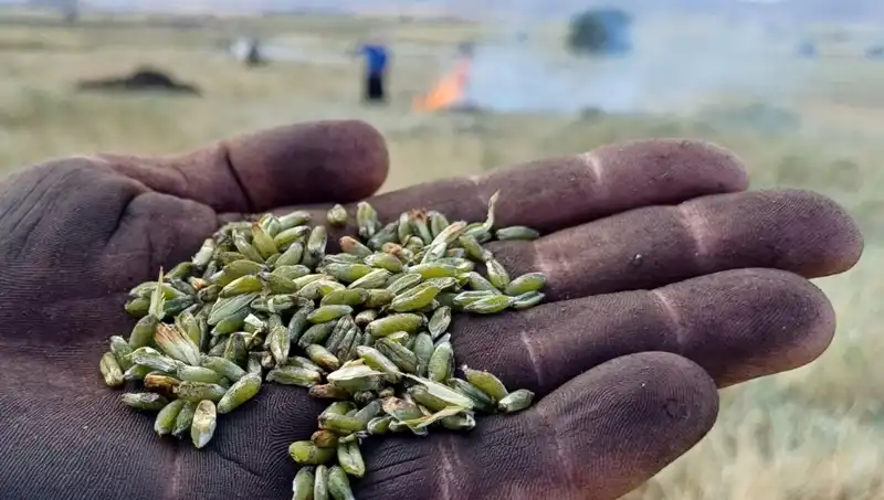 Yazın Tadı: Firik Sezonu Başladı, Lezzetiyle Fark Yaratıyor