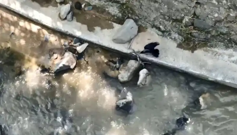 Güçlü Karga, Yılanı Avlamaya Çalıştı: Doğanın Şaşırtan Mücadelesi