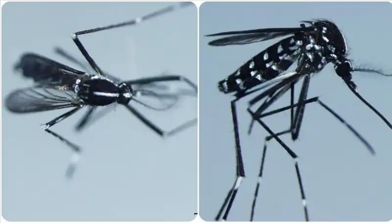Chikungunya Virüsü: Tüm Dünyayı Endişelendiren Hastalık Nedir?