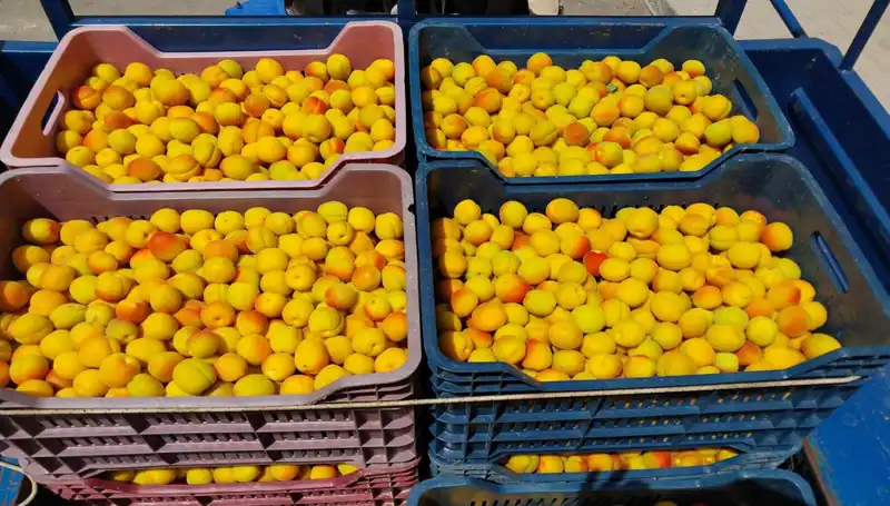 Türkiye’de Tarımda Yeni Dönem: İlk Hasat 500 TL'den Alıcı Buldu