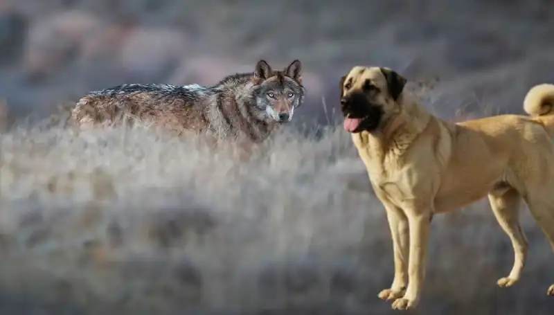 Kangal Köpeğine Olan Talep Artıyor: Bunun Nedeni Kurt Popülasyonu!
