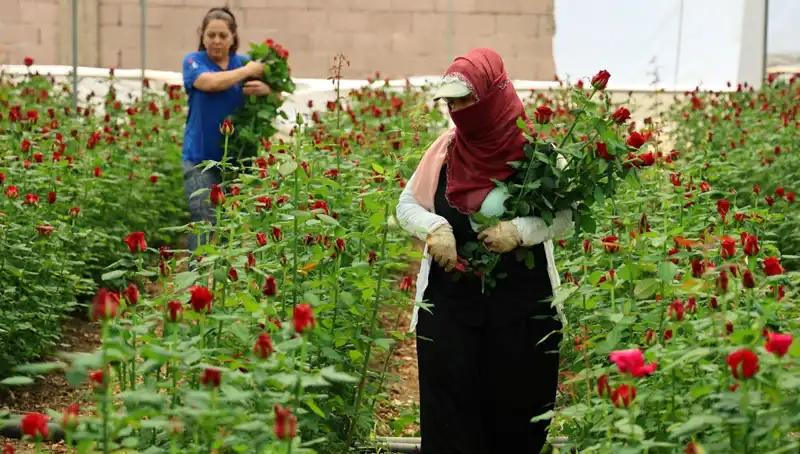 Anneler Günü'nde Gül Üreticilerinin Vahşi Koşulları: Eşsiz Bir Pazar Mücadelesi