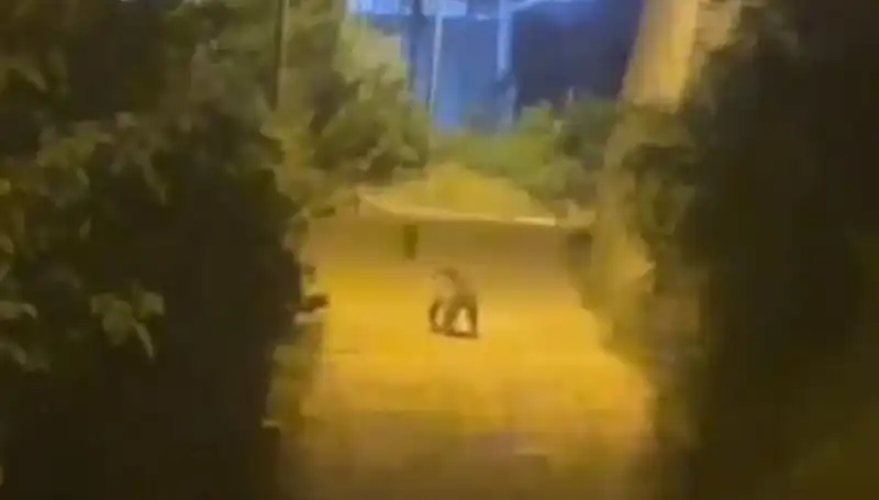 Gümüşhane Merkezinde Ayı Görüntüleri Sosyal Medyada Olay Oldu!