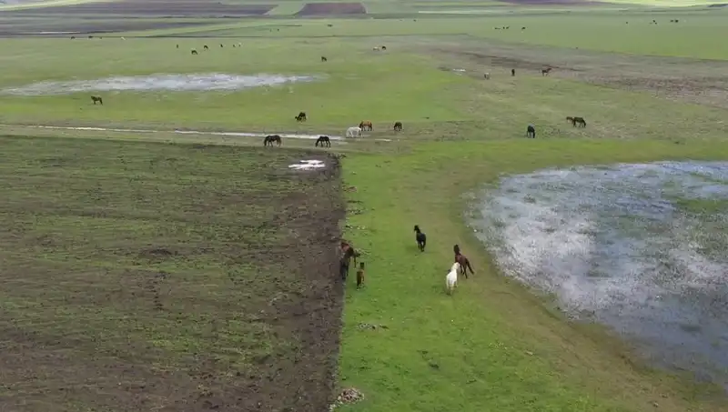 Kars'ın Doğasında Yılkı Atlarının Görüntülenmesi Hayranlık Uyandırdı