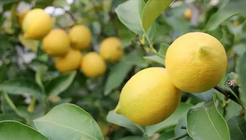 Limon Fiyatları Yükseliyor: Adedi 24 Lira Olunca Ne Olacak?