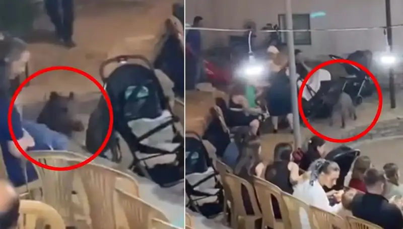 Düğün Töreninin Orkestrası: Yaban Domuzu Eğlenceyi Bastı