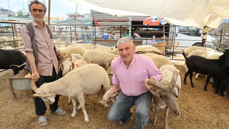 Kurban Pazarının Yıldızı: Dört Boynuzlu Koçlar Büyük İlgi Görüyor