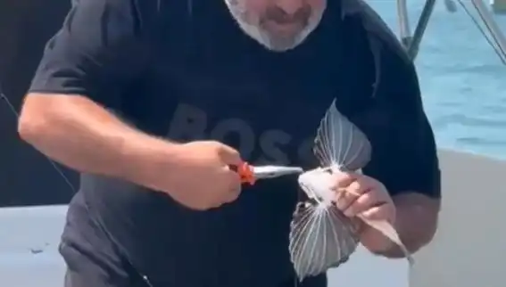 Saros Koyu'nda Nadir Kırlangıç Balığı Oltaya Takıldı, Balıkçılar Şaşkın!