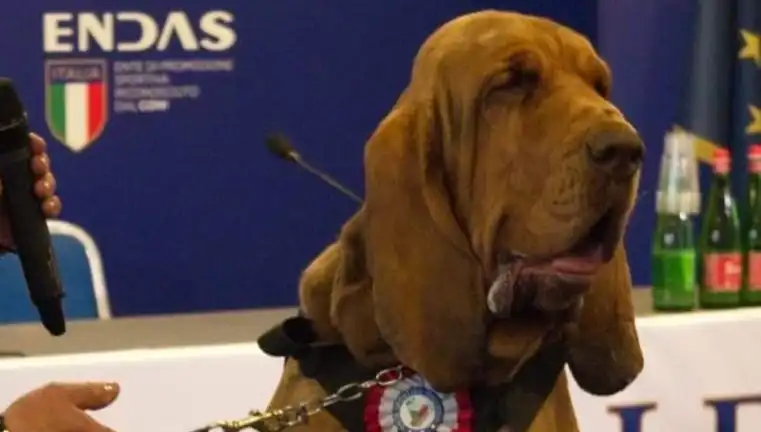 Arama Köpeğine Suikast: Çivili Sosisle İlgili Şok Edici Olay