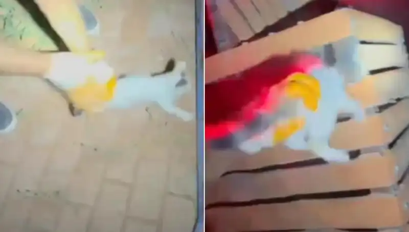 Gece Yarısı İtfaiye Ekipleri Kedi Kurtarma Operasyonu Düzenledi