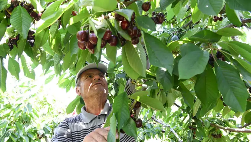 Lapseki Devrim Yaratan Dev: Çay Bardağına Sığmayan Gizemli Canlı