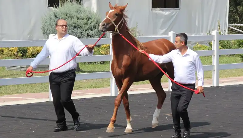 Rekor Kıran "Taşkın Kral" Bu Yıl Neler Yaptı?