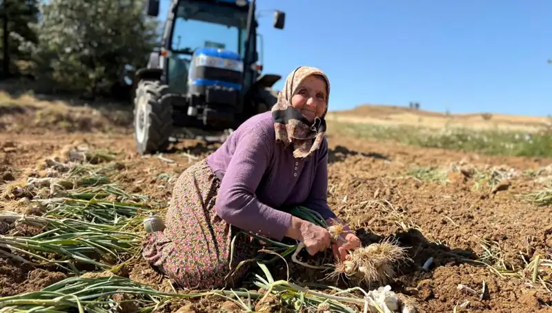 Dünyaca Ünlü Selenyum Zengini Ürün: Tarlada Bin 200 Liraya Satışta!
