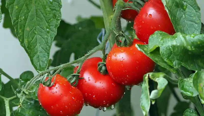 Domateslerin Tarihinde Şaşırtıcı Bir Yolculuk: İnsanlar İçin Ne Anlama Geliyor?