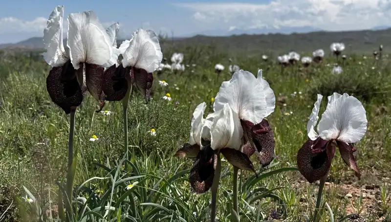 Iğdır'ın Yaylalarını Renklendiren Flora: Doğa Yeniden Uyanıyor