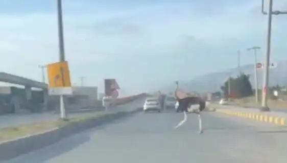 Trafikte Deve Kuşu Görüntüsü: Şaşkın Sürücüler Ne Yapacağını Bilemiyor!