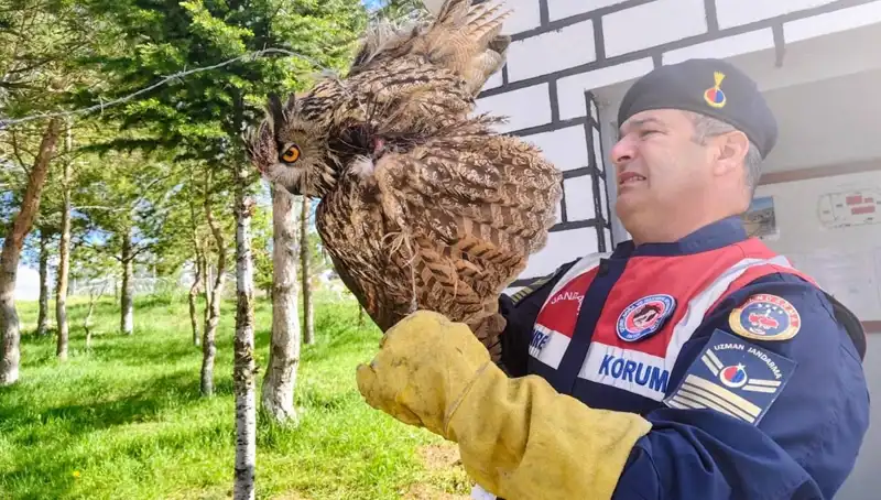 Dikenli Tellere Takılan Puhu: Hayata Dönüş Hikayesi