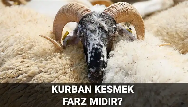 Kurban Kesmek Farz Mı? Diyanet'e Göre Şartlar ve Hükmü