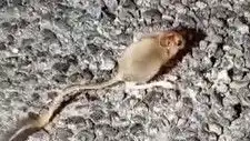 Tunceli’de Ender Görülen Arap Tavşanı Doğada Gün Yüzüne Çıktı!